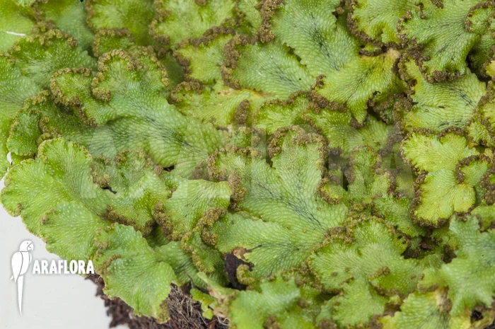 Hepatophyta Moss Europe 1 Hepatophyta Moss Europe