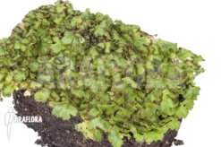 Hepatophyta Moss Europe 7 Hepatophyta Moss Europe -Green Haven Sales Store Hepatophyta moss Europe 4