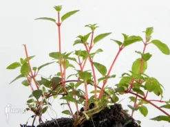 Heterocentron Elegans