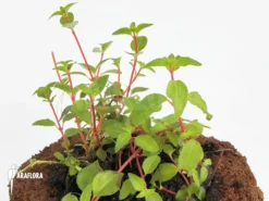 Heterocentron Elegans -Green Haven Sales Store Heterocentron elegans 3