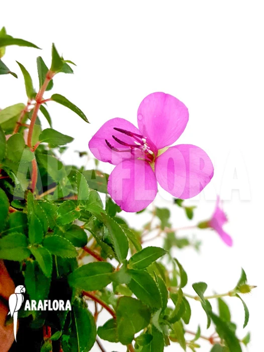 Heterocentron Elegans Rose 4 Heterocentron Elegans Rose - Image 4