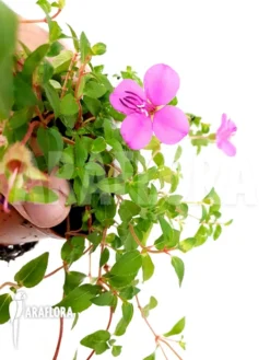 Heterocentron Elegans Rose 9 Heterocentron Elegans Rose -Green Haven Sales Store Heterocentron elegans Rose 5