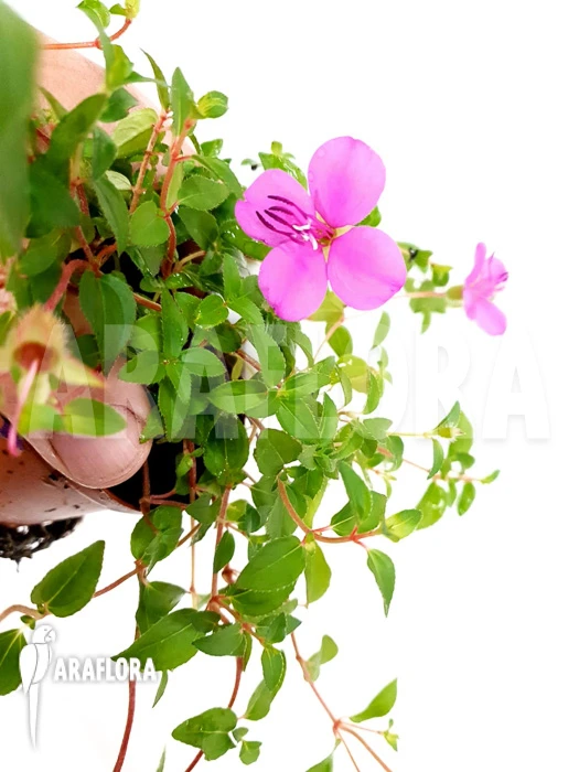 Heterocentron Elegans Rose 5 Heterocentron Elegans Rose - Image 5