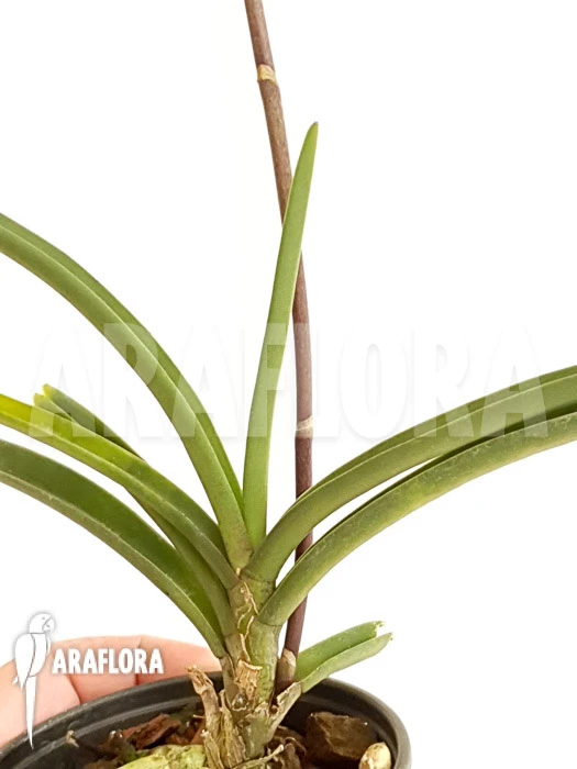 Orchid 'Holcoglossum Amesianum.' 1 Orchid 'Holcoglossum Amesianum.'