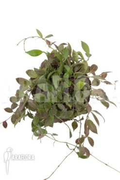 Hoya 'Rebecca' 'L' -Green Haven Sales Store Hoya Rebecca L 3