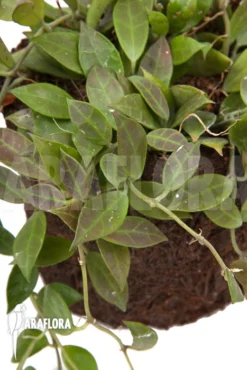 Hoya 'Rebecca' 'L' -Green Haven Sales Store Hoya Rebecca L 4