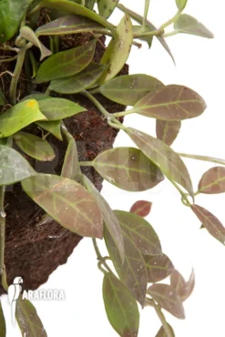 Hoya 'Rebecca' 'L' -Green Haven Sales Store Hoya Rebecca L 5