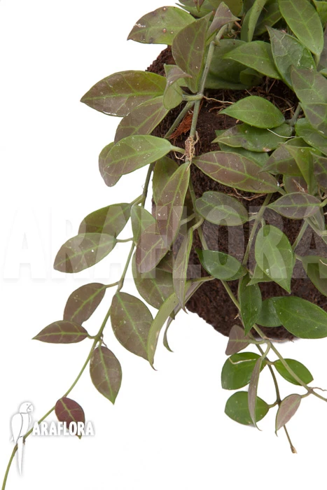 Hoya 'Rebecca' 'starter' 1 Hoya 'Rebecca' 'starter'