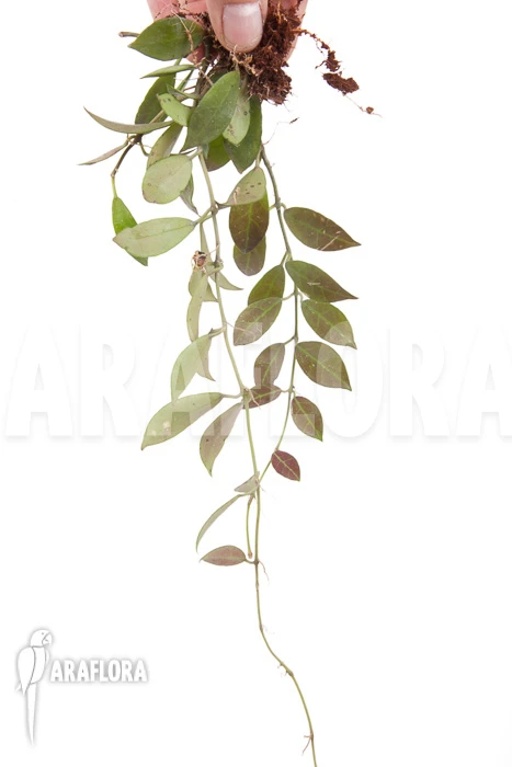 Hoya 'Rebecca' 'starter' 2 Hoya 'Rebecca' 'starter' - Image 2