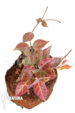 Hoya 'Sunrise' -Green Haven Sales Store Hoya Sunrise 5