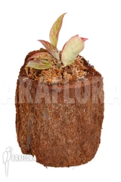 Hoya 'Sunrise' 'S' -Green Haven Sales Store Hoya Sunrise S 2