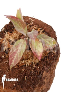 Hoya 'Sunrise' 'S' -Green Haven Sales Store Hoya Sunrise S 3