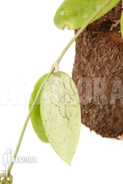 Hoya Acuta Albomarginata