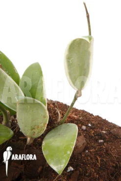 Hoya Acuta Albomarginata -Green Haven Sales Store Hoya acuta albomarginata 3