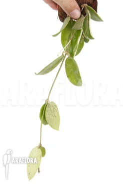 Hoya Acuta Albomarginata -Green Haven Sales Store Hoya acuta albomarginata 5