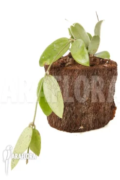 Hoya Acuta Albomarginata -Green Haven Sales Store Hoya acuta albomarginata 6