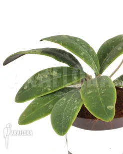 Hoya Aff Rintzii Borneo H1 'leafcutting' -Green Haven Sales Store Hoya aff Rintzii Borneo H1 RT 3