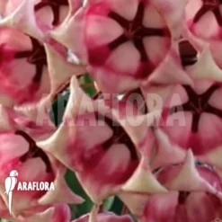 Hoya Archboldiana -Green Haven Sales Store Hoya archboldiana 1