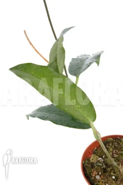 Hoya Archboldiana -Green Haven Sales Store Hoya archboldiana 4