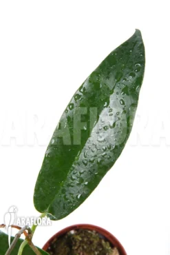 Hoya Archboldiana -Green Haven Sales Store Hoya archboldiana 6