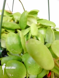 Hoya Brevialata Sulawesii -Green Haven Sales Store Hoya brevialata Sulawesii 2