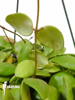 Hoya Brevialata Sulawesii -Green Haven Sales Store Hoya brevialata Sulawesii 3