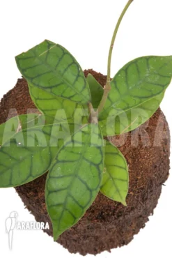 Hoya Callistophylla 'L'