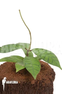 Hoya Callistophylla 'L' -Green Haven Sales Store Hoya callistophylla L 3