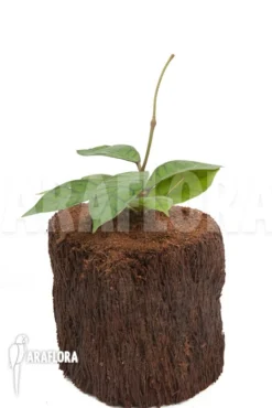 Hoya Callistophylla 'L' -Green Haven Sales Store Hoya callistophylla L 4