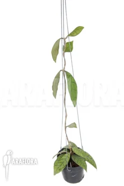 Hoya Callistophylla 'XL'