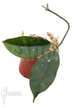 Hoya Campanulata 'S'