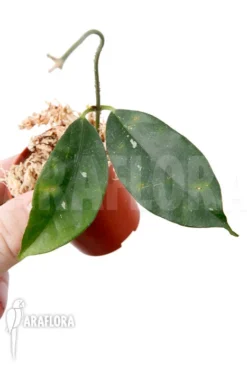 Hoya Campanulata 'S' -Green Haven Sales Store Hoya campanulata S 2