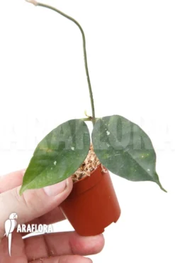 Hoya Campanulata 'S' -Green Haven Sales Store Hoya campanulata S 3