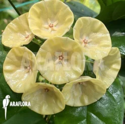 Hoya Campanulata 'S' -Green Haven Sales Store Hoya campanulata S 5