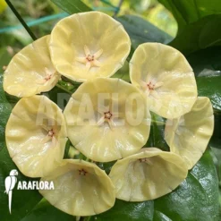 Hoya Campanulata 'Yellow' -Green Haven Sales Store Hoya campanulata Yellow 1