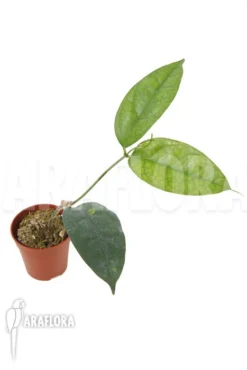 Hoya Campanulata 'Yellow'