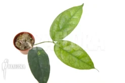 Hoya Campanulata 'Yellow' -Green Haven Sales Store Hoya campanulata Yellow 5