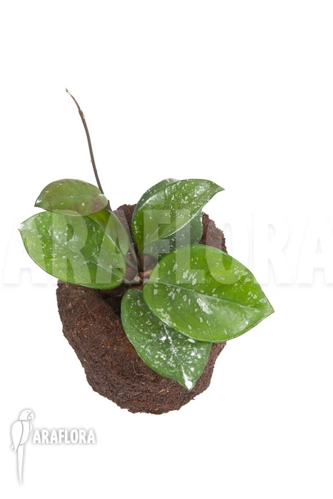 Hoya Carnosa Freckles Splash 4 Hoya Carnosa Freckles Splash - Image 4