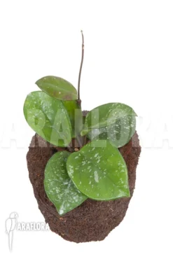 Hoya Carnosa Freckles Splash 6 Hoya Carnosa Freckles Splash -Green Haven Sales Store Hoya carnosa Freckles Splash 3