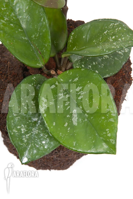 Hoya Carnosa Freckles Splash 2 Hoya Carnosa Freckles Splash - Image 2