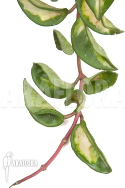 Hoya Carnosa Krimson Princess -Green Haven Sales Store Hoya carnosa Krimson Princess 3