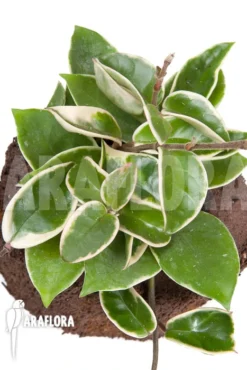 Hoya Carnosa Krimson Queen