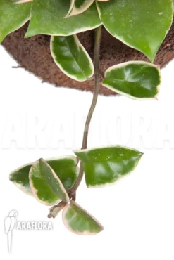 Hoya Carnosa Krimson Queen -Green Haven Sales Store Hoya carnosa Krimson queen 3