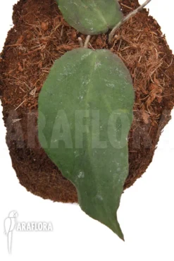 Hoya Caudata (big Leaf)
