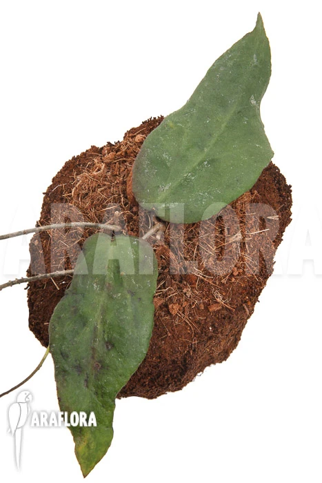 Hoya Caudata (big Leaf) 'leafcutting' 2 Hoya Caudata (big Leaf) 'leafcutting' - Image 2