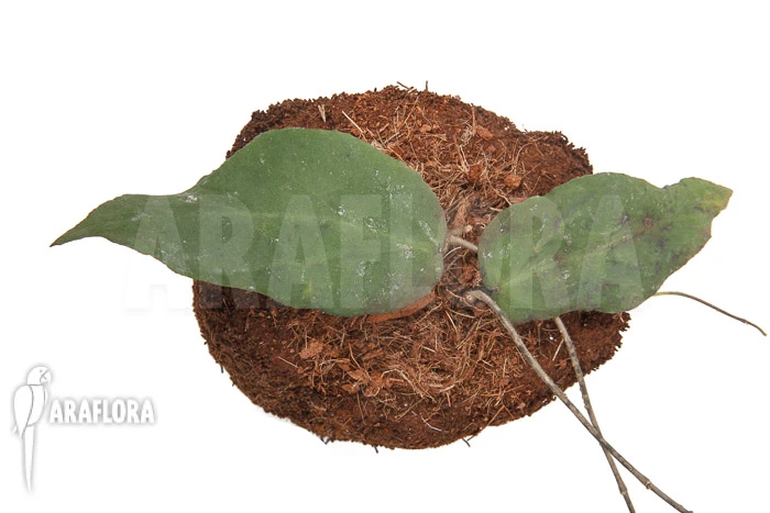 Hoya Caudata (big Leaf) 'leafcutting' 3 Hoya Caudata (big Leaf) 'leafcutting' - Image 3