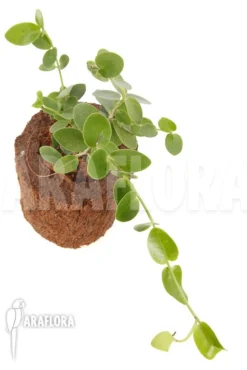 Hoya Cummingiana -Green Haven Sales Store Hoya cummingiana 3