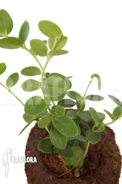 Hoya Cummingiana -Green Haven Sales Store Hoya cummingiana 4