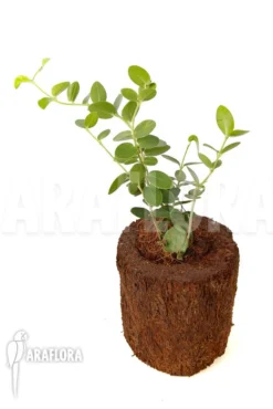 Hoya Cummingiana -Green Haven Sales Store Hoya cummingiana 5