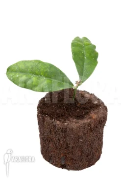 Hoya Danumensis 5 Hoya Danumensis -Green Haven Sales Store Hoya danumensis 2